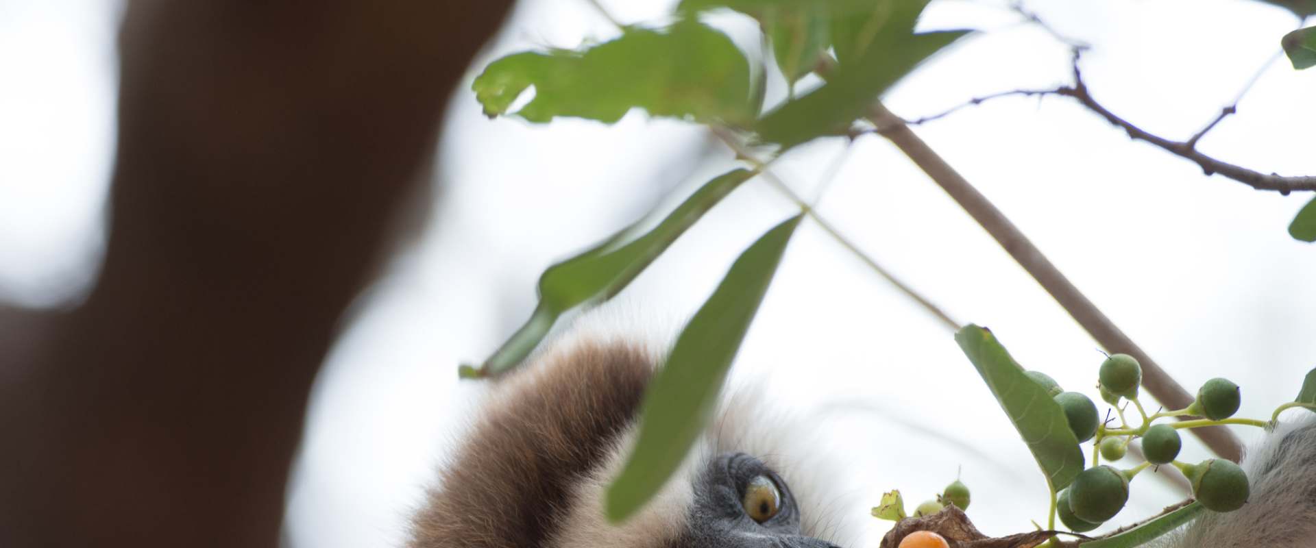 Island of Lemurs: Madagascar background 1