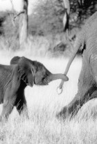 Whispers: An Elephant's Tale