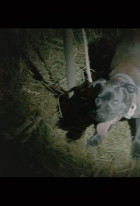 Mutt