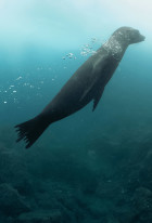 Guardians of the Galapagos