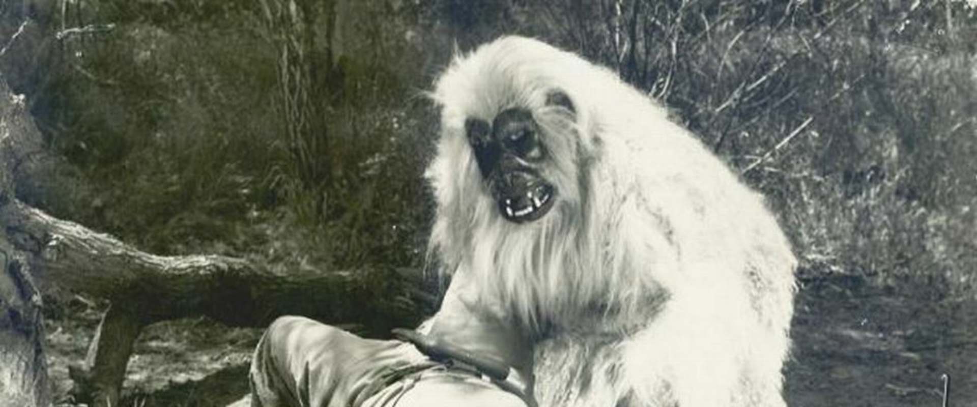 The White Gorilla background 1