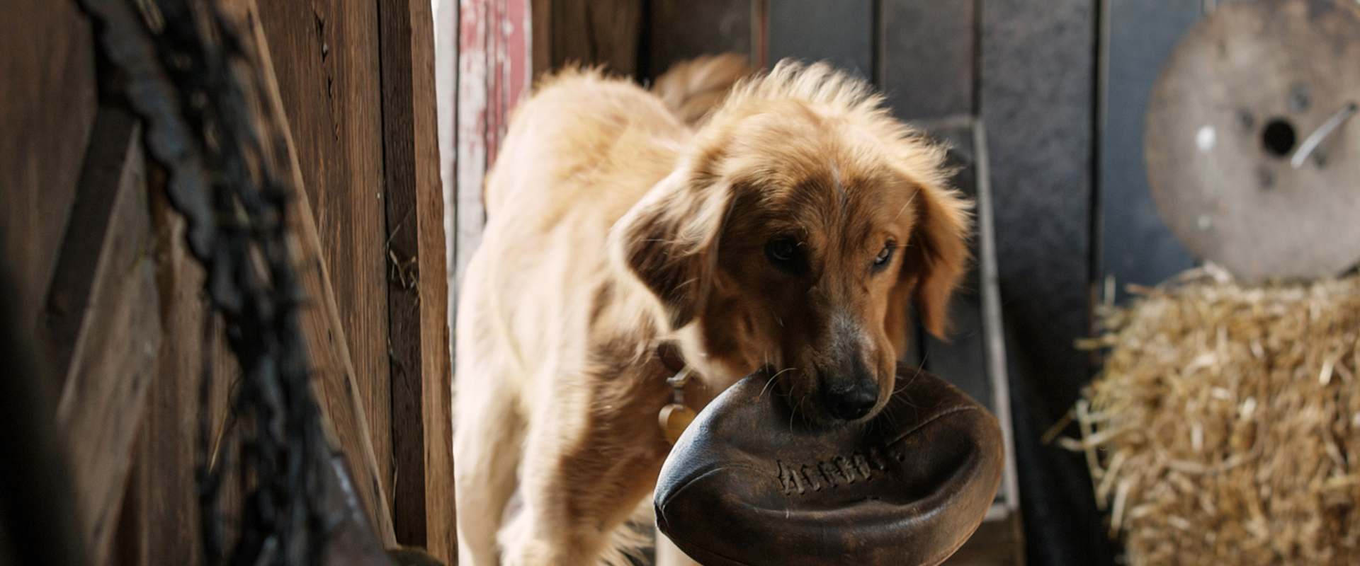 A Dog's Purpose background 1