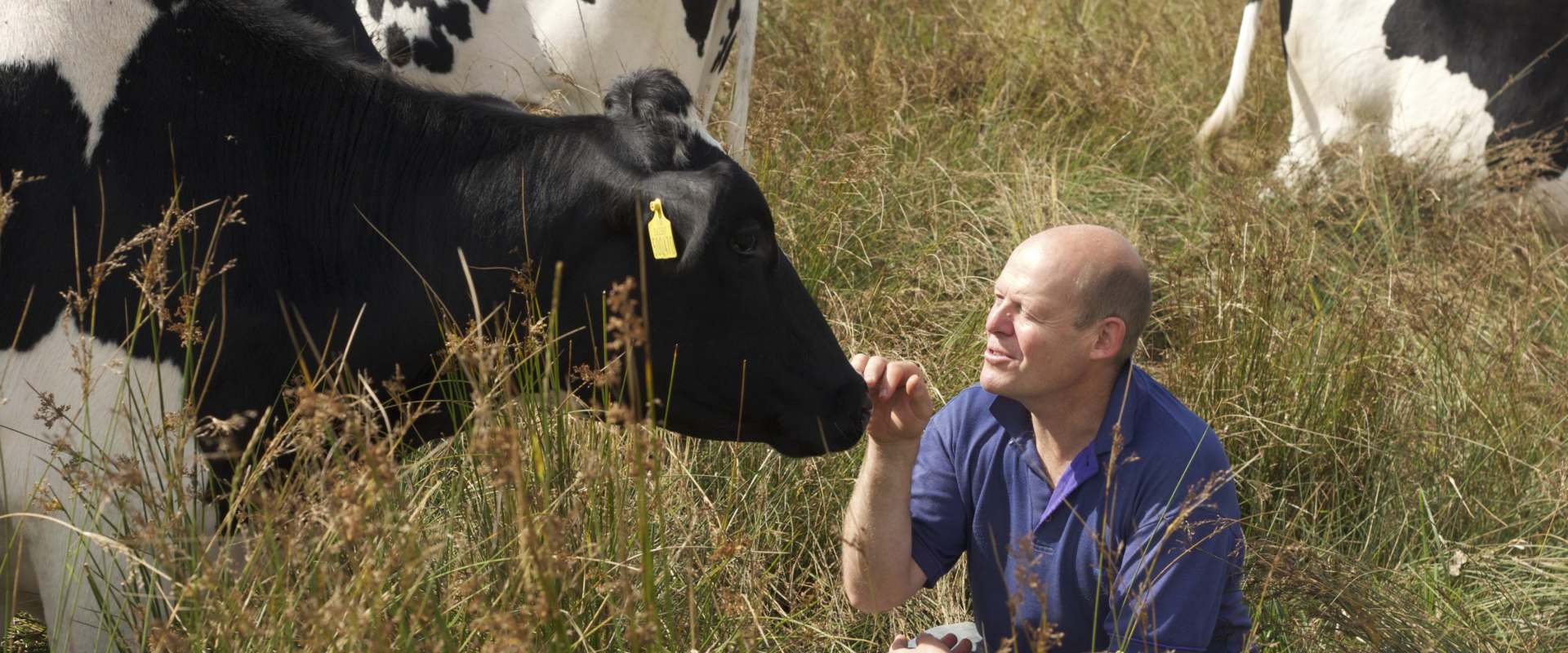 The Moo Man background 1