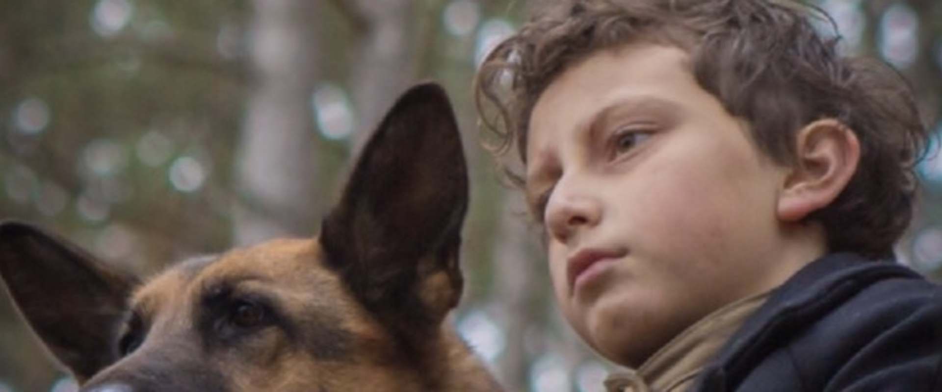 Shepherd: The Hero Dog background 2