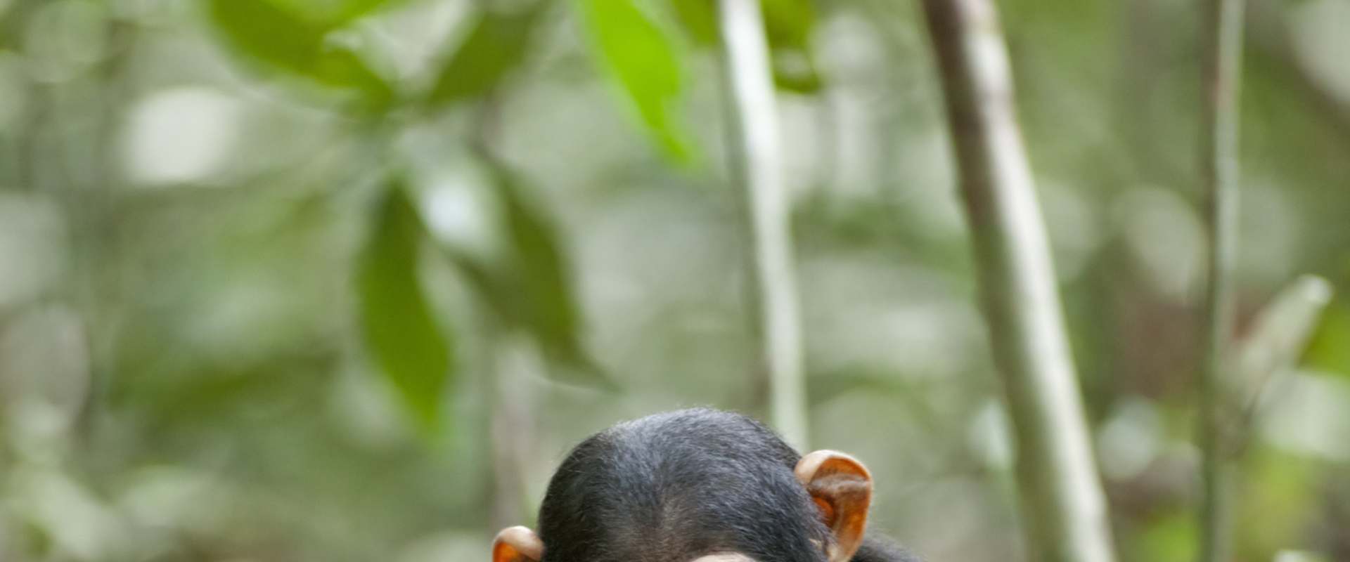 Chimpanzee background 1