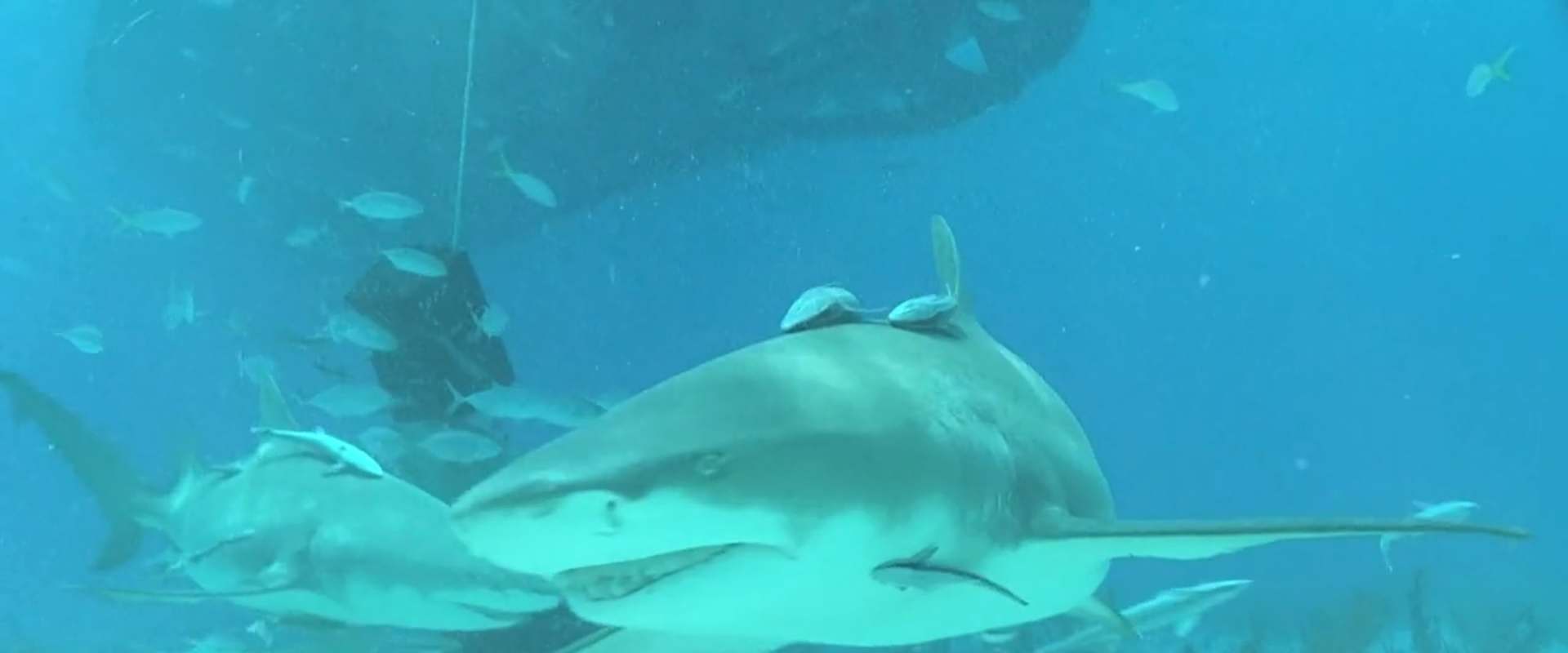 Sharks (in 3D) background 2