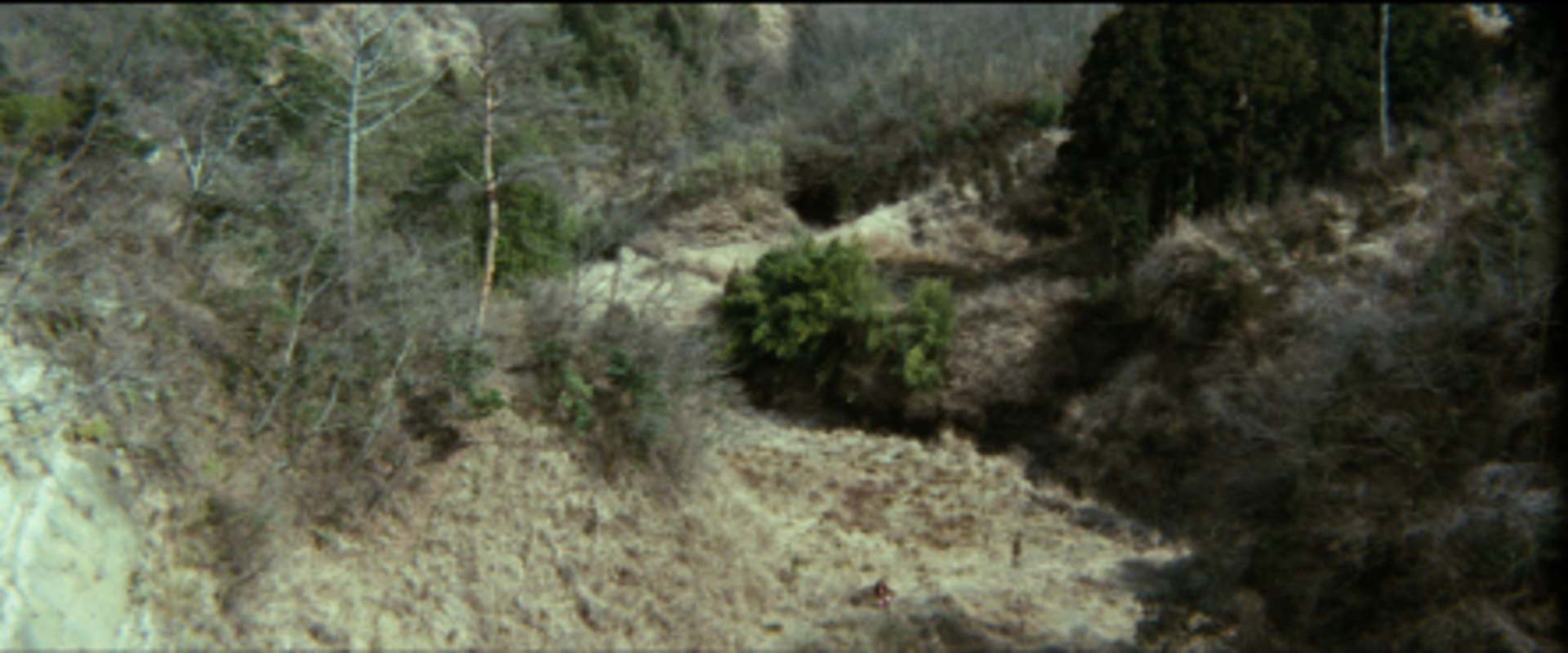 Woods Are Wet background 2