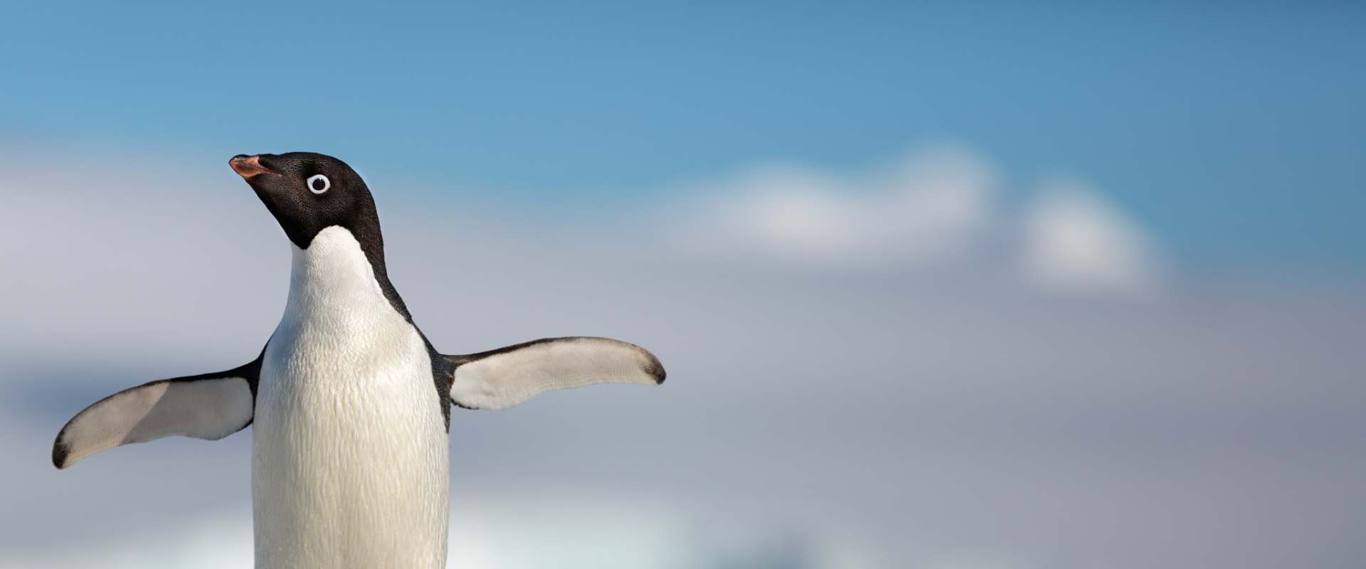 Penguins background 1