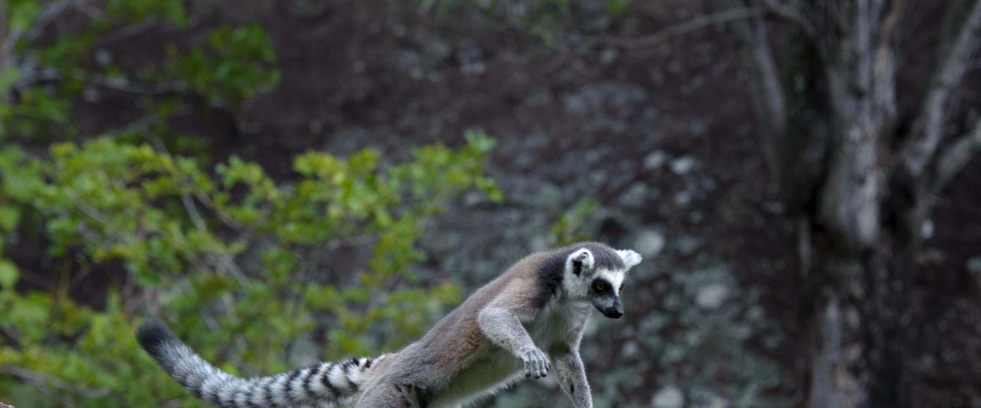 Island of Lemurs: Madagascar background 2