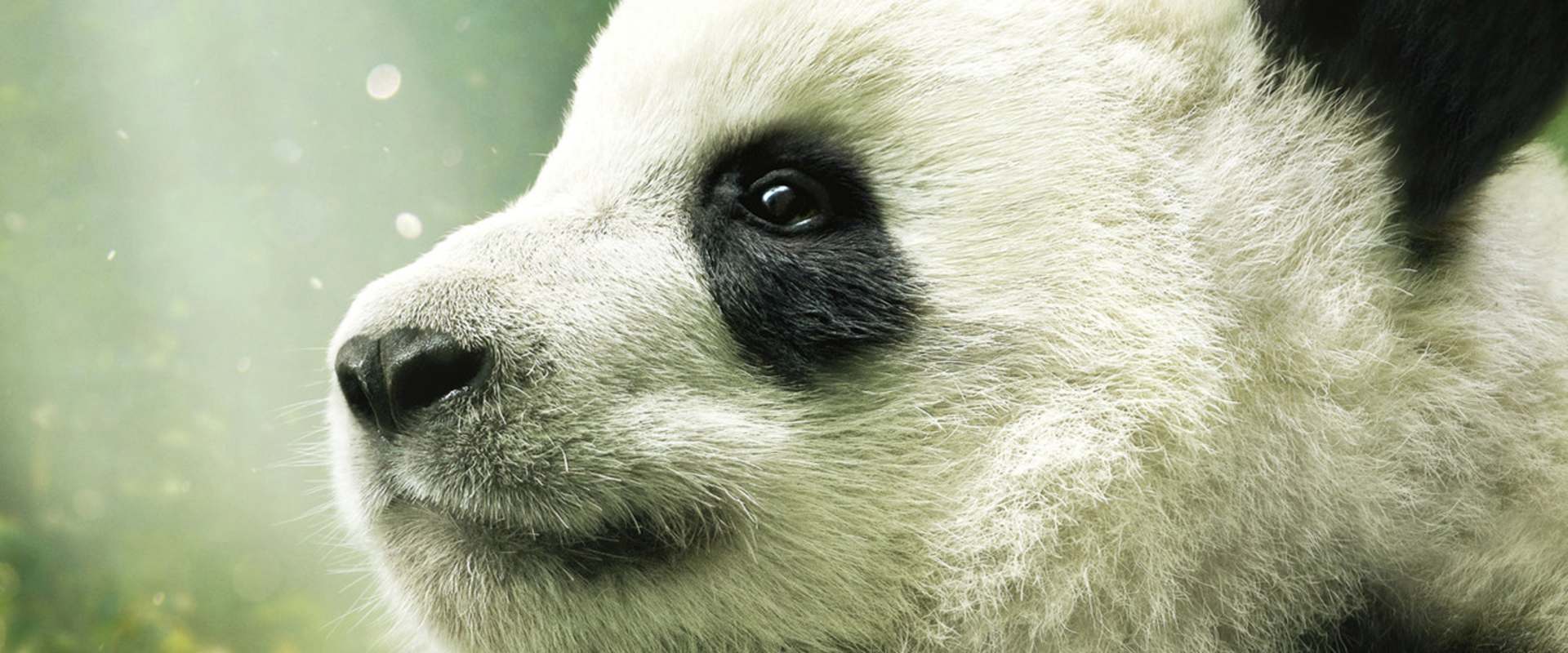 Pandas background 1