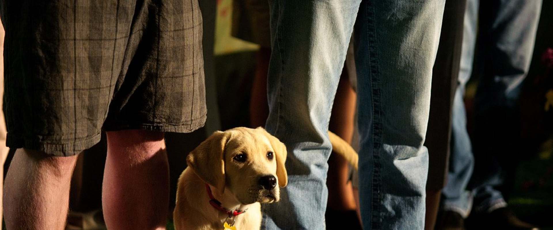 Marley & Me: The Puppy Years background 2