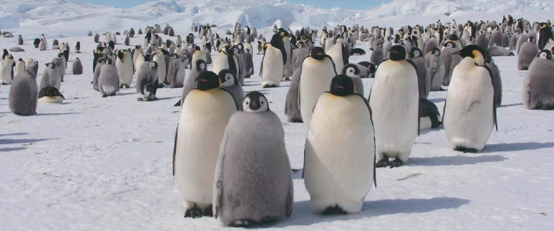 March of the Penguins 2: The Next Step background 2