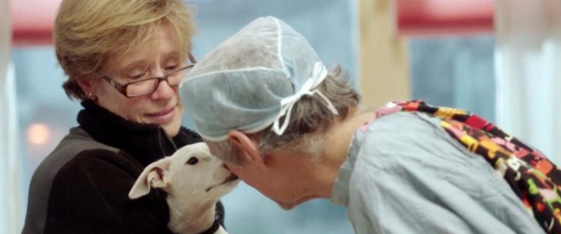 The Dog Doc background 1