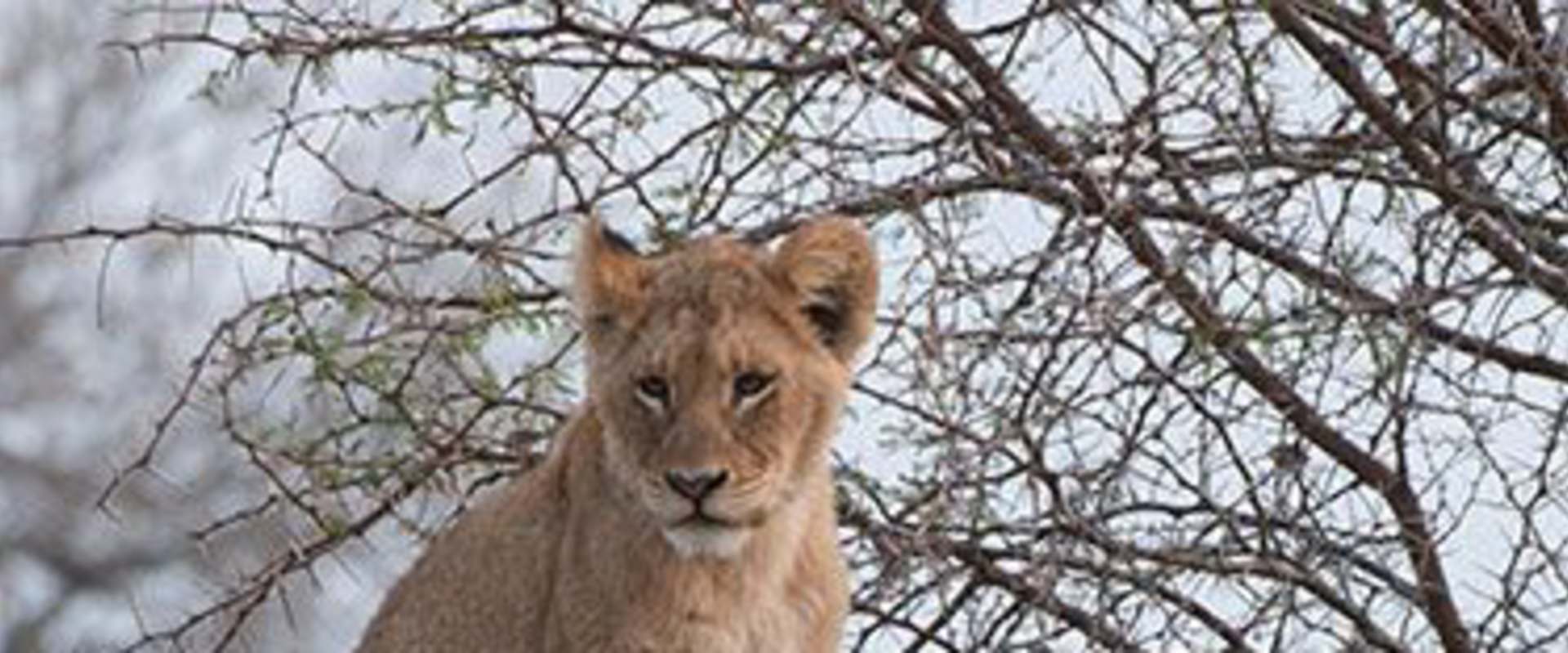 Brothers in Blood: The Lions of Sabi Sand background 1