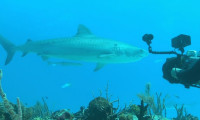 Sharks (in 3D) Movie Still 2