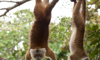 Island of Lemurs: Madagascar Movie Still 5