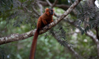 Island of Lemurs: Madagascar Movie Still 1