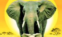 Whispers: An Elephant's Tale Movie Still 3