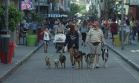 Seven Dogs Movie Still 1