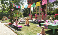 Beverly Hills Chihuahua 3 - Viva La Fiesta! Movie Still 2
