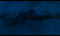 The Last Shark Movie Still 4