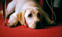 Quill:  The Life of a Guide Dog Movie Still 3