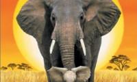 Whispers: An Elephant's Tale Movie Still 6