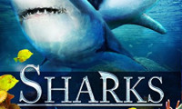 Sharks (in 3D) Movie Still 1