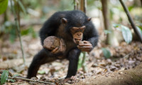 Chimpanzee Movie Still 3