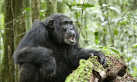 Chimpanzee Movie Still 7