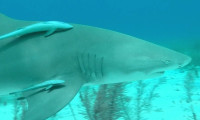 Sharks (in 3D) Movie Still 7