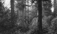 A Romance of the Redwoods Movie Still 3