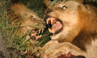 Brothers in Blood: The Lions of Sabi Sand Movie Still 1