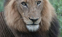 Brothers in Blood: The Lions of Sabi Sand Movie Still 4