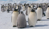 March of the Penguins 2: The Next Step Movie Still 3