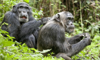 Chimpanzee Movie Still 5
