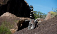 Island of Lemurs: Madagascar Movie Still 6