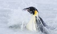 March of the Penguins 2: The Next Step Movie Still 5