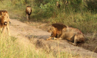 Brothers in Blood: The Lions of Sabi Sand Movie Still 5