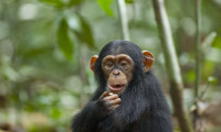 Chimpanzee Movie Still 1