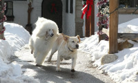 The Dog Who Saved Christmas Vacation Movie Still 5