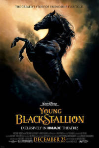 Young Black Stallion Poster 1