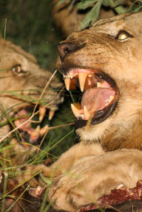 Brothers in Blood: The Lions of Sabi Sand Poster 1