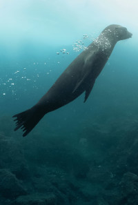 Guardians of the Galapagos Poster 1